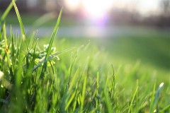 Jak dbać o trawnik - 8 cennych wskazówek