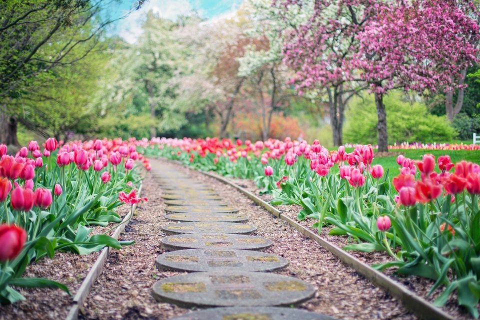 ścieżka w ogrodzie otoczona tulipanami